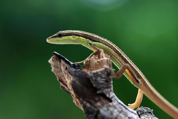 Lagarto de cabeça de folhas em lagarto de grama asiática de madeira