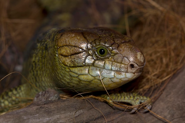 Foto grátis lagarto de cauda de macaco closeup cabeça de animal closeup rosto de lagarto de cauda de macaco closeup