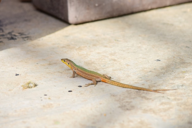 Lagarto de parede maltês de cauda anormal