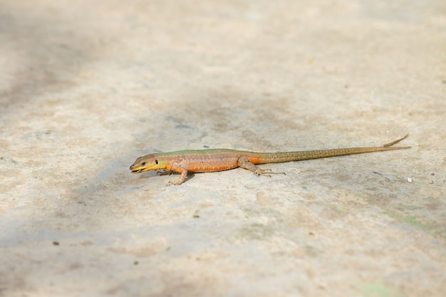 Lagarto de parede maltês de cauda anormal