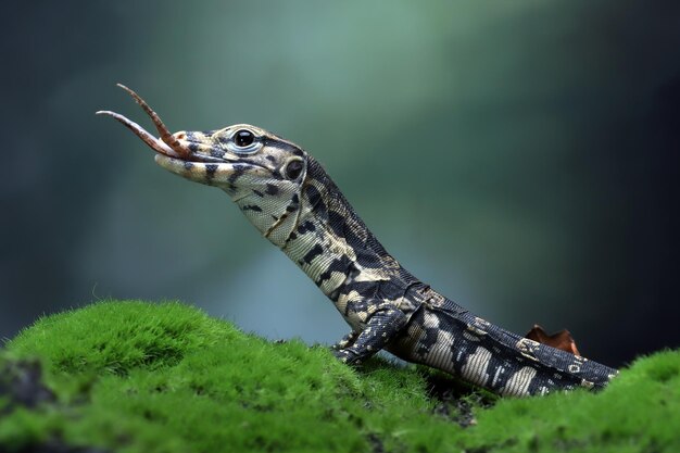 Lagarto de salvador de Bay Varanus fechado em musgo Lagarto de salvador de Varanus em musgo