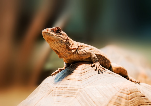 Lagarto em uma pedra