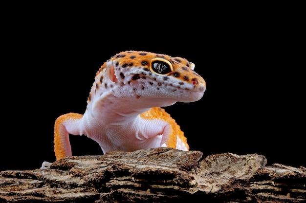 Lagarto gecko laranja na madeira