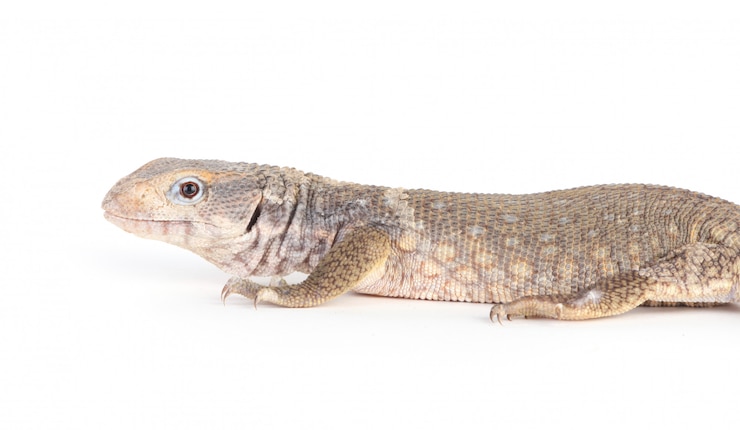 Foto grátis lagarto isolado no branco