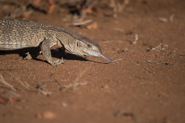 Lagarto lambendo o chão em uma área deserta