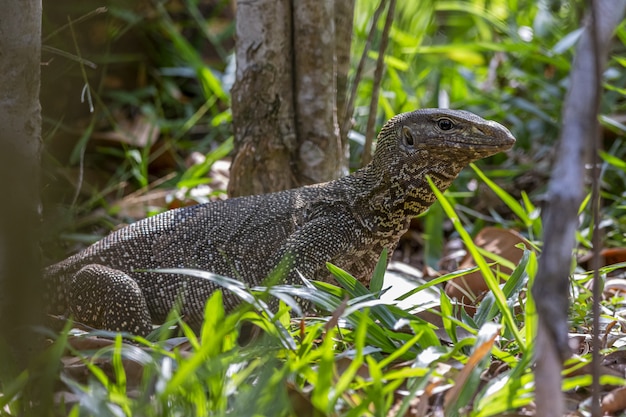 Lagarto marrom e preto na grama verde