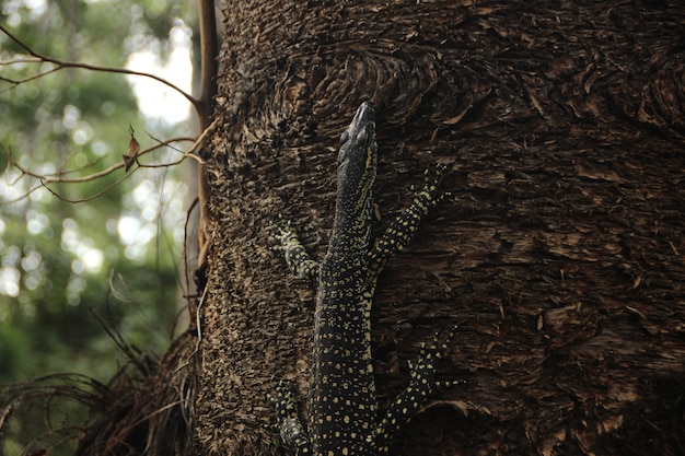 lagarto na árvore