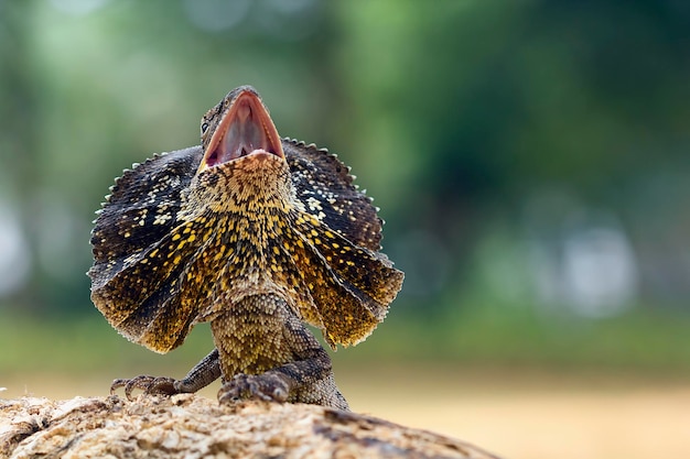 Lagarto rabugento closeup rosto animal close up