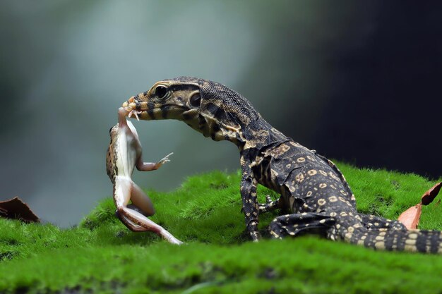 Lagarto Varanus salvator comendo sapo no musgo