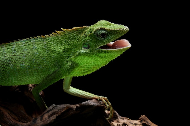 Foto grátis lagarto verde no galho lagarto verde tomando banho de sol na madeira lagarto verde subir na madeira