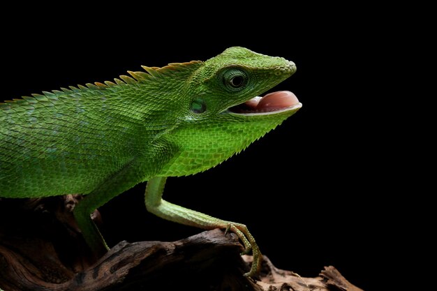 Lagarto verde no galho lagarto verde tomando banho de sol na madeira lagarto verde subir na madeira