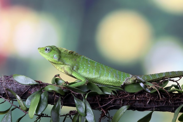 Foto grátis lagarto verde no galho lagarto verde tomando banho de sol na madeira