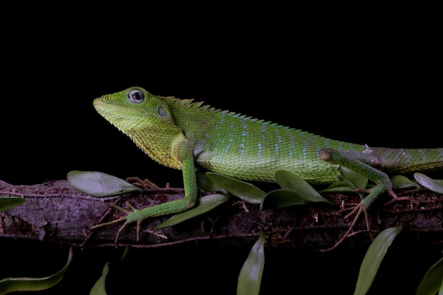 Foto grátis lagarto verde no galho lagarto verde tomando banho de sol na madeira