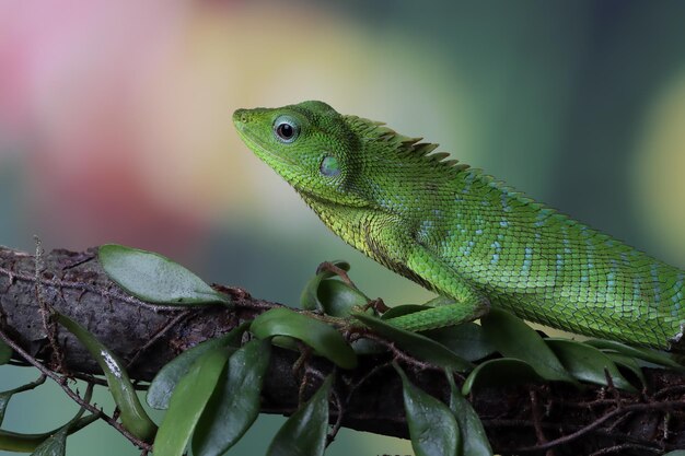 Lagarto verde no galho Lagarto verde tomando banho de sol na madeira