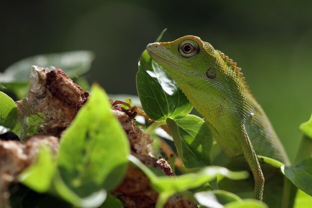 Lagarto verde no galho lagarto verde tomando banho de sol no galho