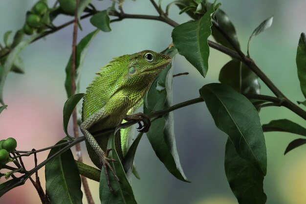 Foto grátis lagarto verde tomando banho de sol no galho