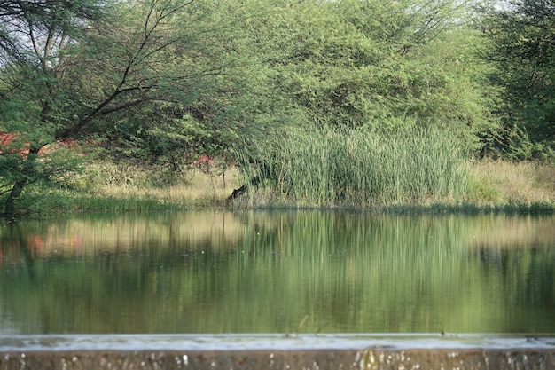 Lago com arbustos no fundo