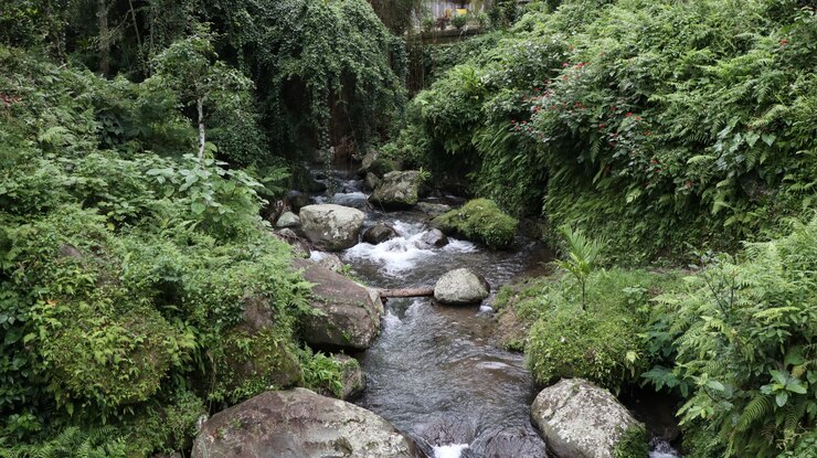 Foto grátis lago que flui entre rochas no meio da floresta