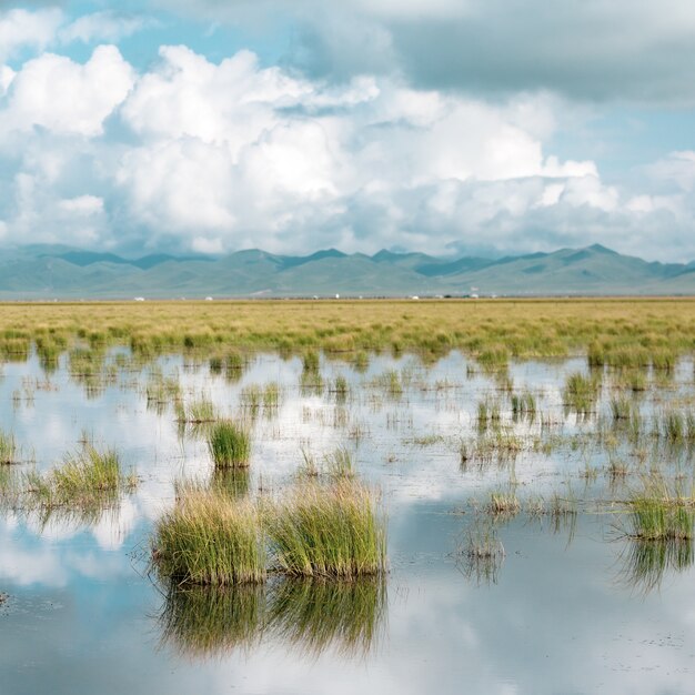 Lago raso com plantas crescendo nele e um céu azul nublado