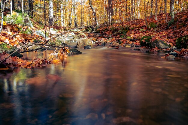 Lago tranquilo em uma floresta com galhos caídos no outono