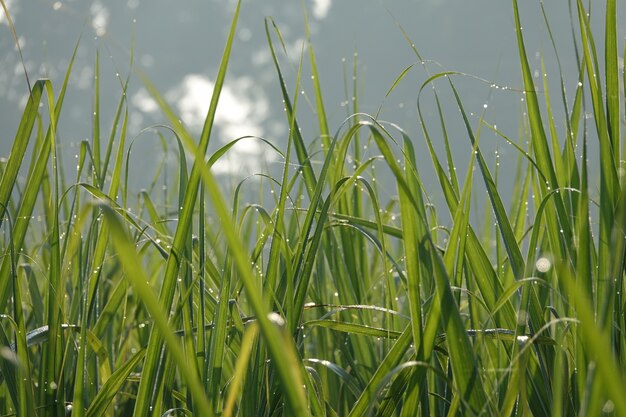 Lâminas de grama com fundo do céu