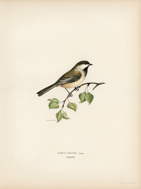 Lappmes (Parus cinctus) ilustrado pelos irmãos von Wright.
