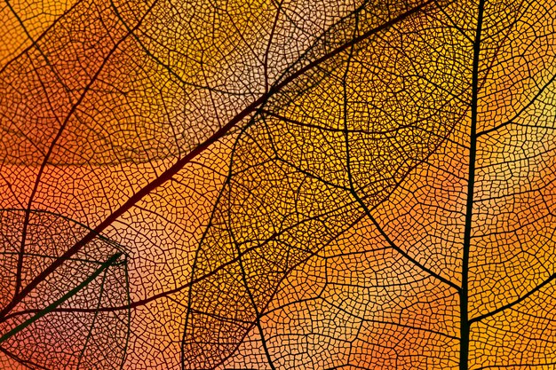 Laranja abstrata colorida folhagem de outono