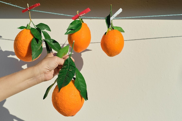 Laranjas maduras a mão de uma mulher segura uma laranja colhendo frutas cítricas à luz do sol foco seletivo frutas cítricas maduras no café da manhã e sucos