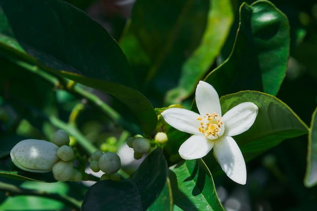 Laranjeiras em flor flor de laranjeira na primavera fecha a ideia de foco seletivo para plano de fundo ou cartão postal