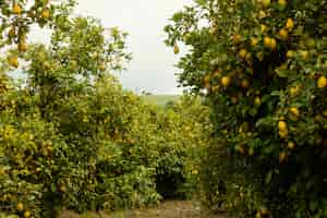 Foto grátis laranjeiras frescas colhidas