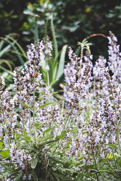 Lavanda floresce no campo