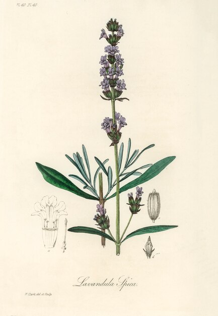 Lavanda (Lavandula ipica) ilustração de Botânica Médica (1836)