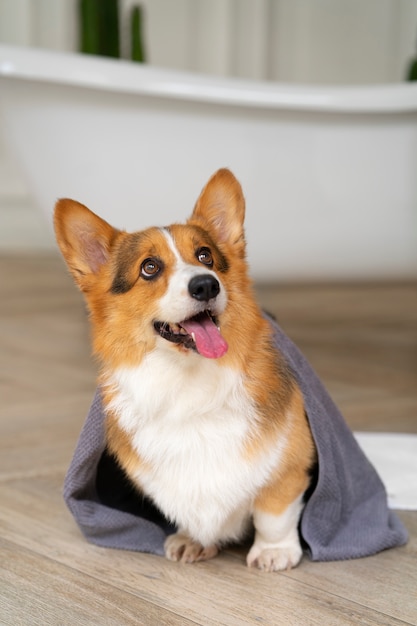 Foto grátis lavar cachorro de estimação em casa