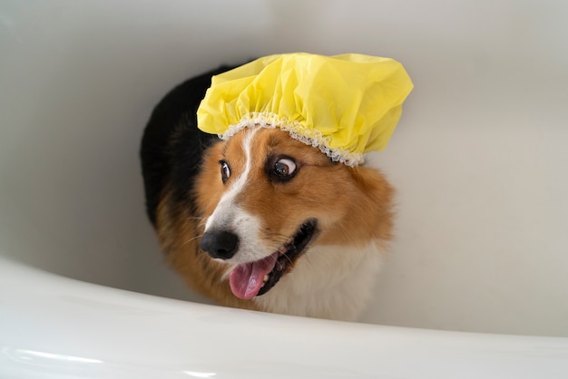 Foto grátis lavar cachorro de estimação em casa