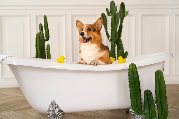 Foto grátis lavar cachorro de estimação em casa