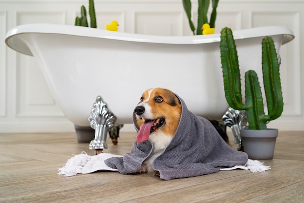 Foto grátis lavar cachorro de estimação em casa