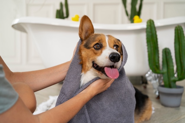 Foto grátis lavar cachorro de estimação em casa