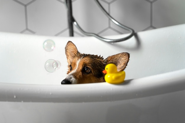 Foto grátis lavar cachorro de estimação em casa