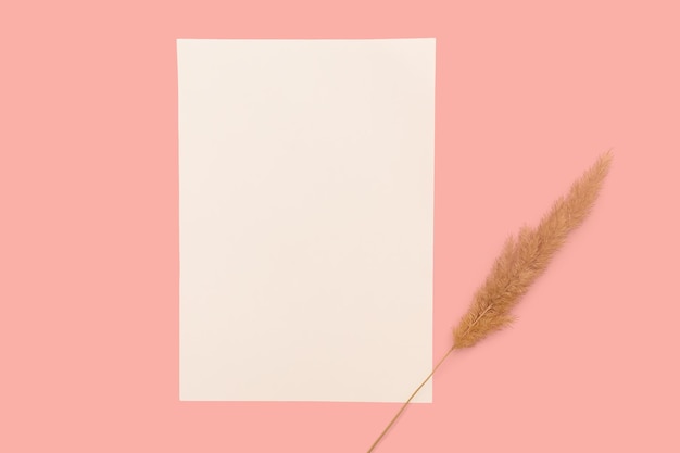 Layout branco com design minimalista de lagurus seco em um fundo rosa Foto Premium