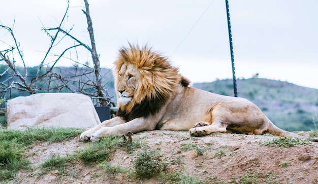 Foto grátis leão deitado na colina, olhando em outra direção