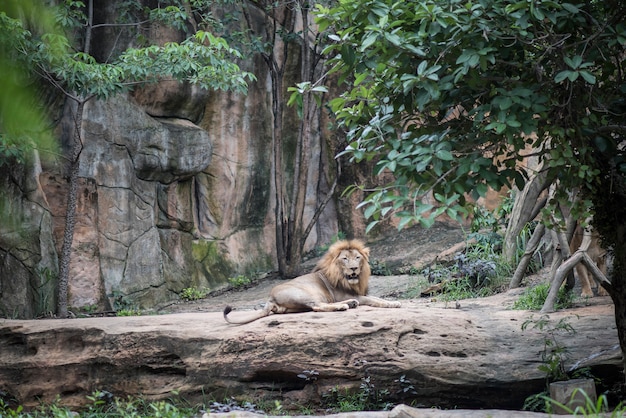 Leão grande que encontra-se na pedra no descanso do dia. Conceito de animais.