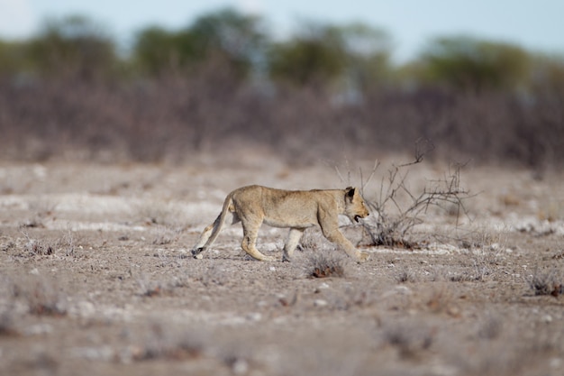 Leão jovem caminhando em campo de savana
