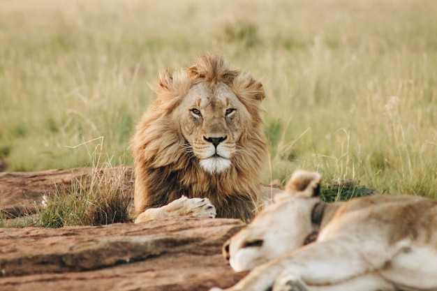 Leão masculino, olhando para a câmera, deitado no chão em um campo