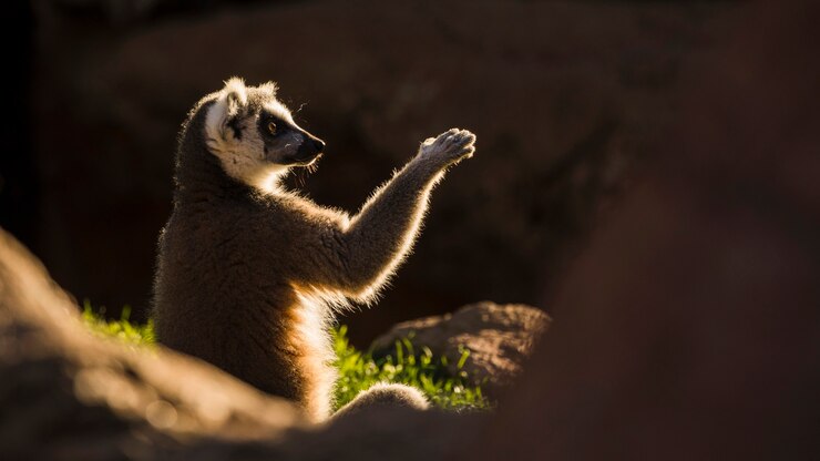 Foto grátis lemur