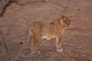 Foto grátis leoa em pé na areia e olhando para a câmera