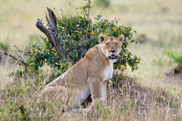 Foto grátis leoa na savana