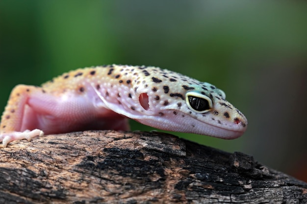 Leopard gecko closeup rosto com fundo natural Leopard gecko closeup cabeça animal closeup