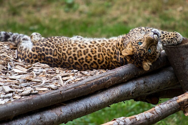 Foto grátis leopardo africano descansando em uma selva e observando os arredores