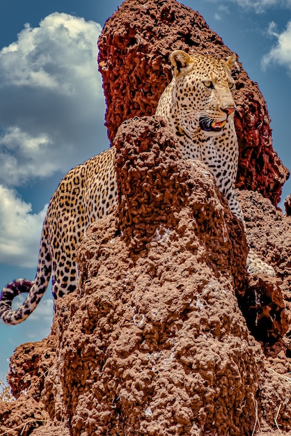 Leopardo africano escalando um penhasco rochoso sob um céu nublado