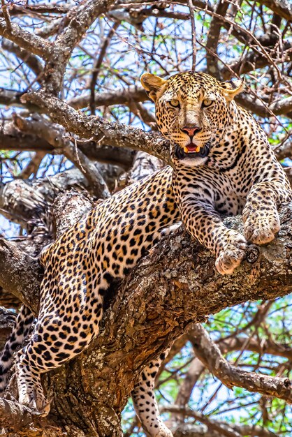 Leopardo africano sentado em uma árvore olhando em volta na selva